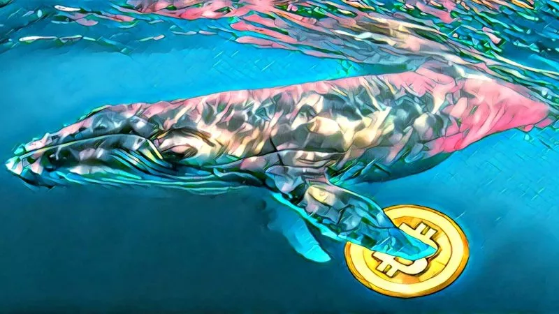 Hablemos de las ballenas, esas gigantes criaturas del océano criptográfico que poseen cantidades millonarias de criptomonedas y son capaces de manipular el mercado.